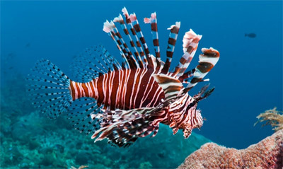 The Lionfish problem in the Caribbean Virgin Islands